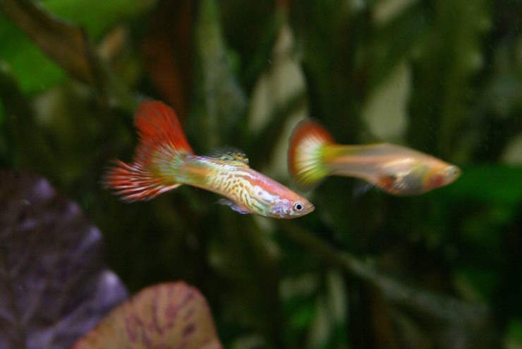 guppies, excellent choice for beginner fish tank