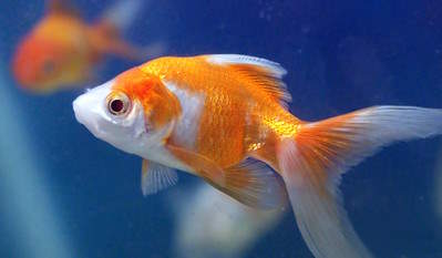 What are the best aquarium fish species for beginners?