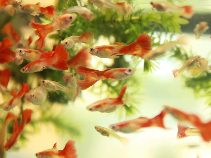 a school of guppies in a fish tank