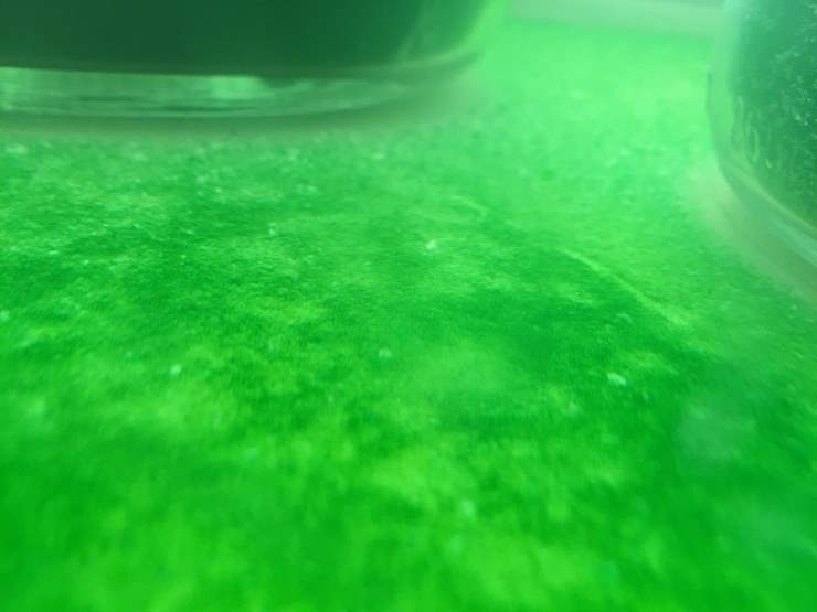 How to control algae growth in your aquarium