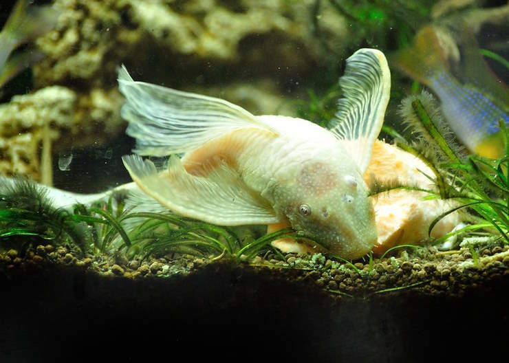 ancistrus, algae eater fish