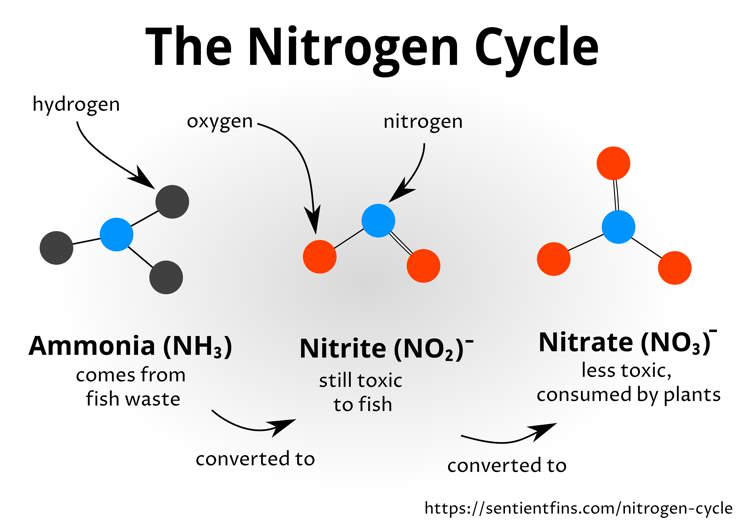 aquarium nitrogen cycle diagram chemical