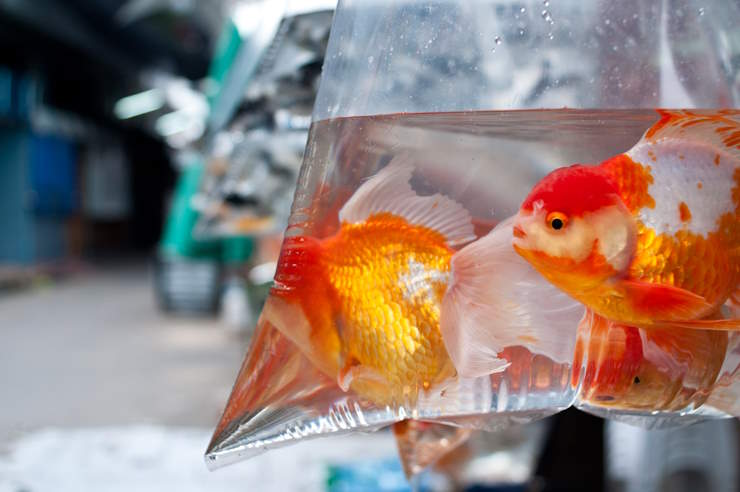 introducing new fish: goldfish in a plastic bag